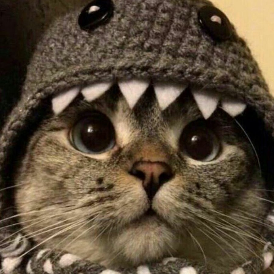 Милые котики в шапочках