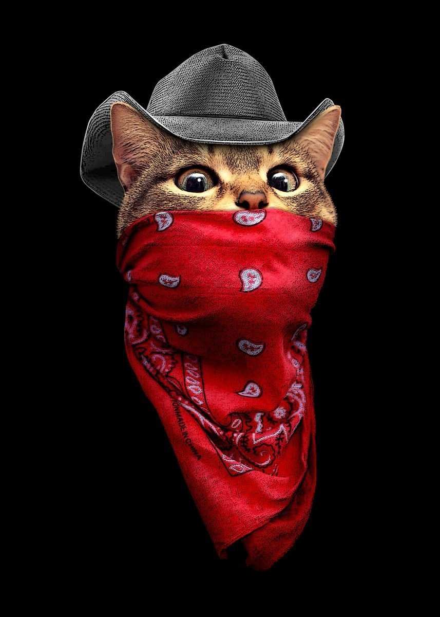 Кот в бандане