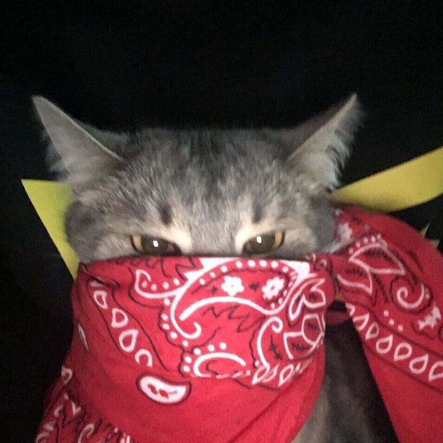 Кот в фиолетовой бандане