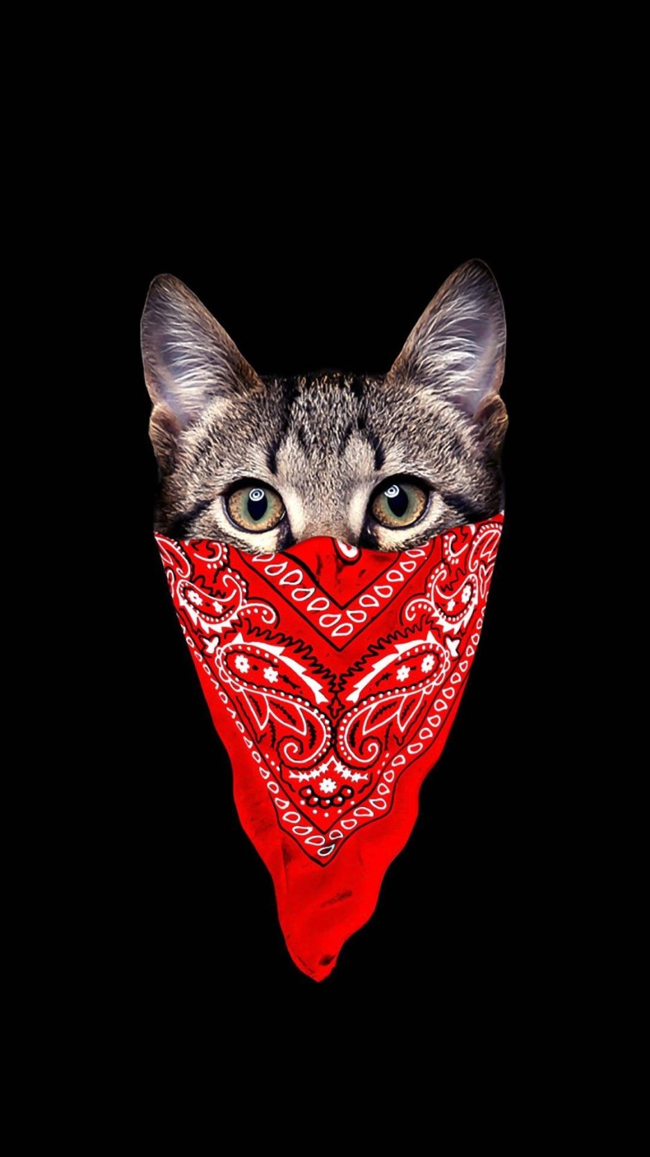 Кот в бандане на аву