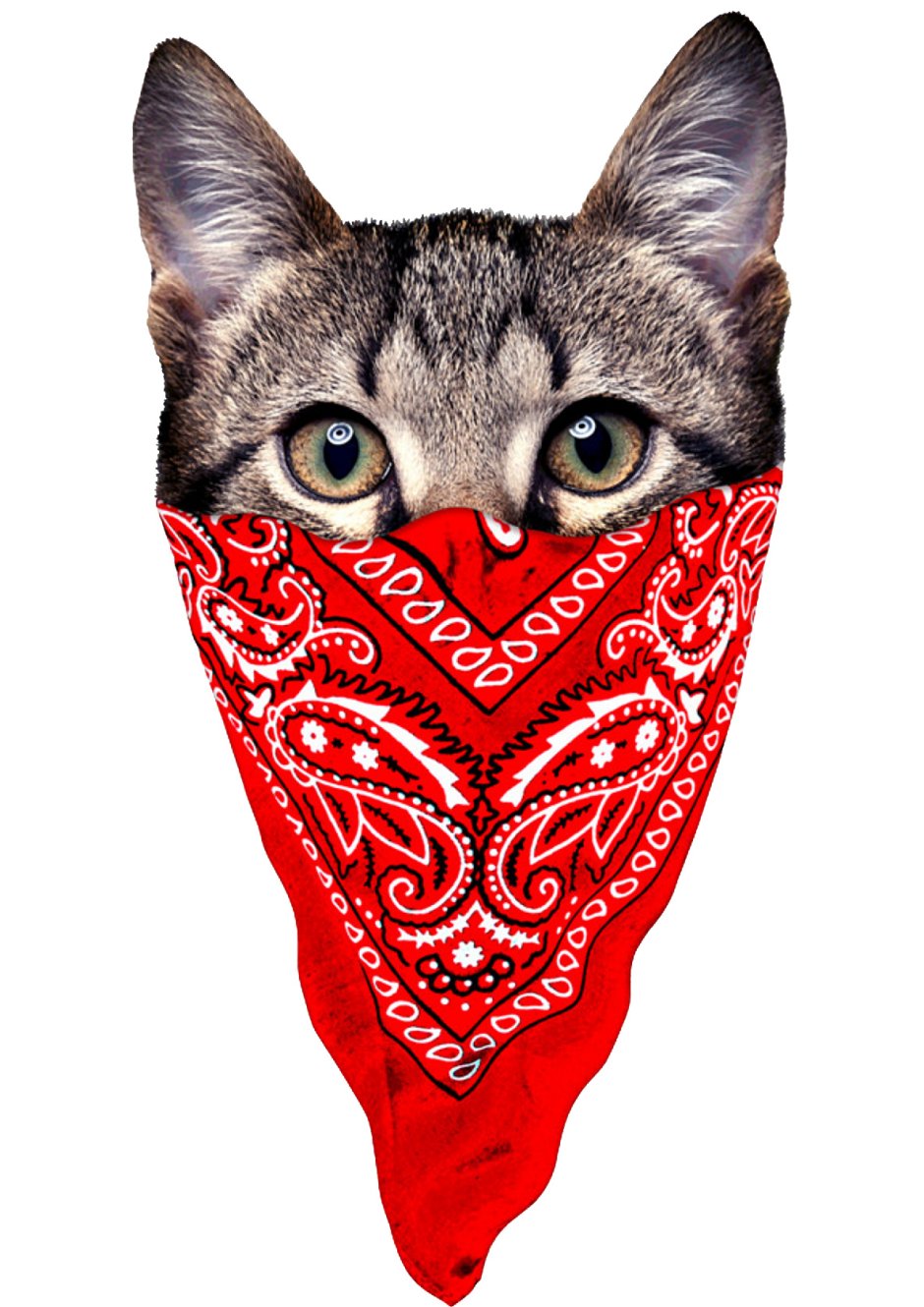 Котик в бандане