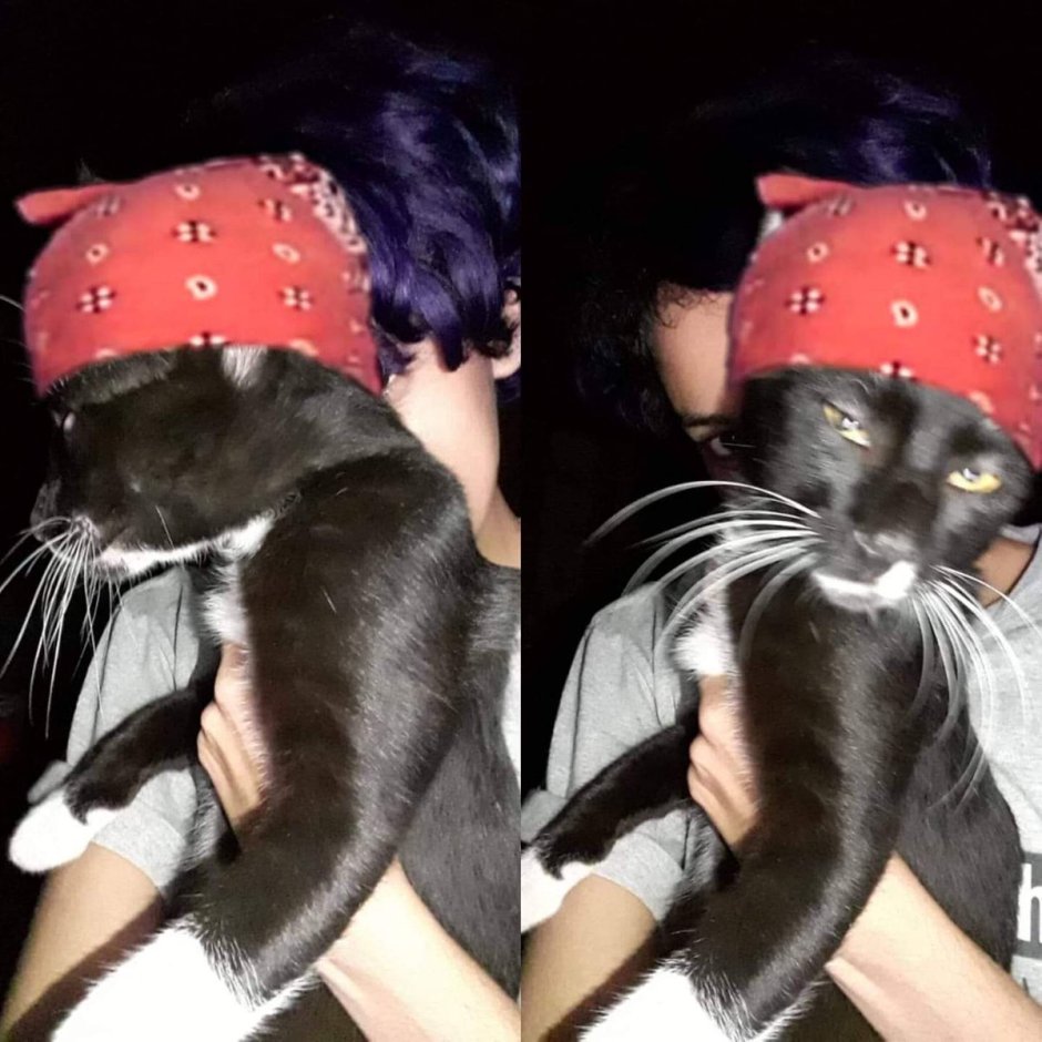 Кот в красной бандане