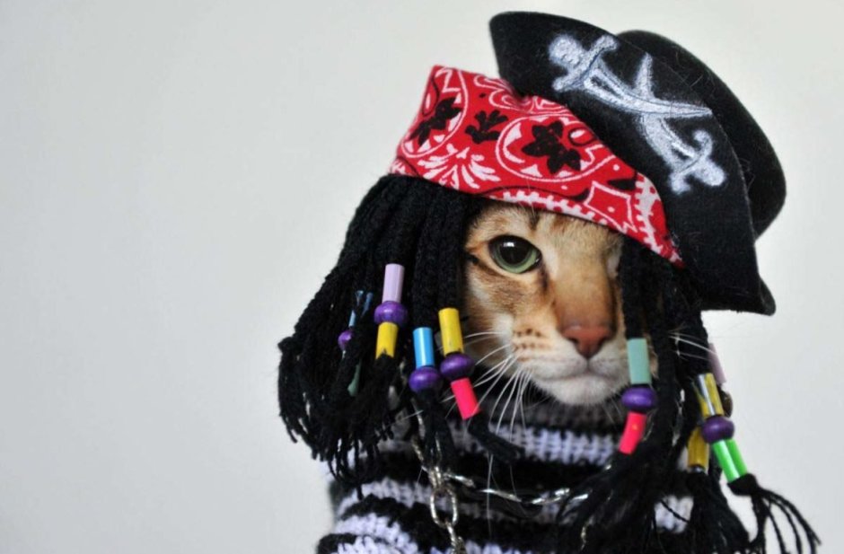 Кот пират