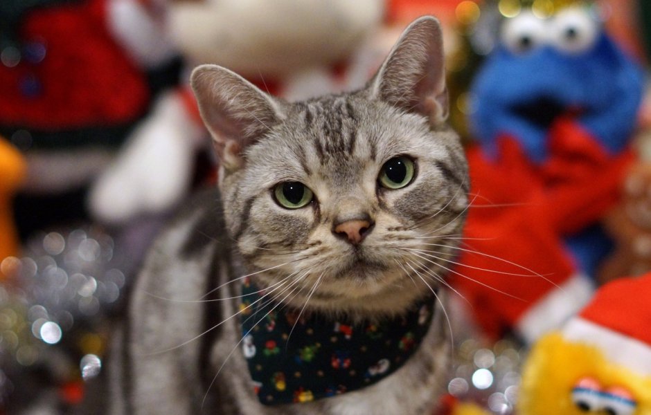 Праздничный котик