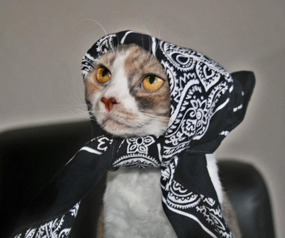 Котик в бандане