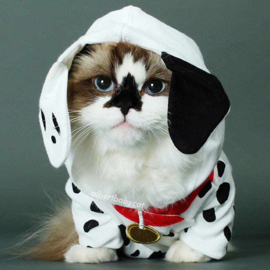 Кот в костюме