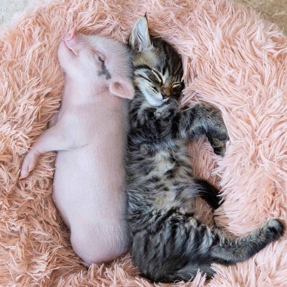 Поросенок и котенок