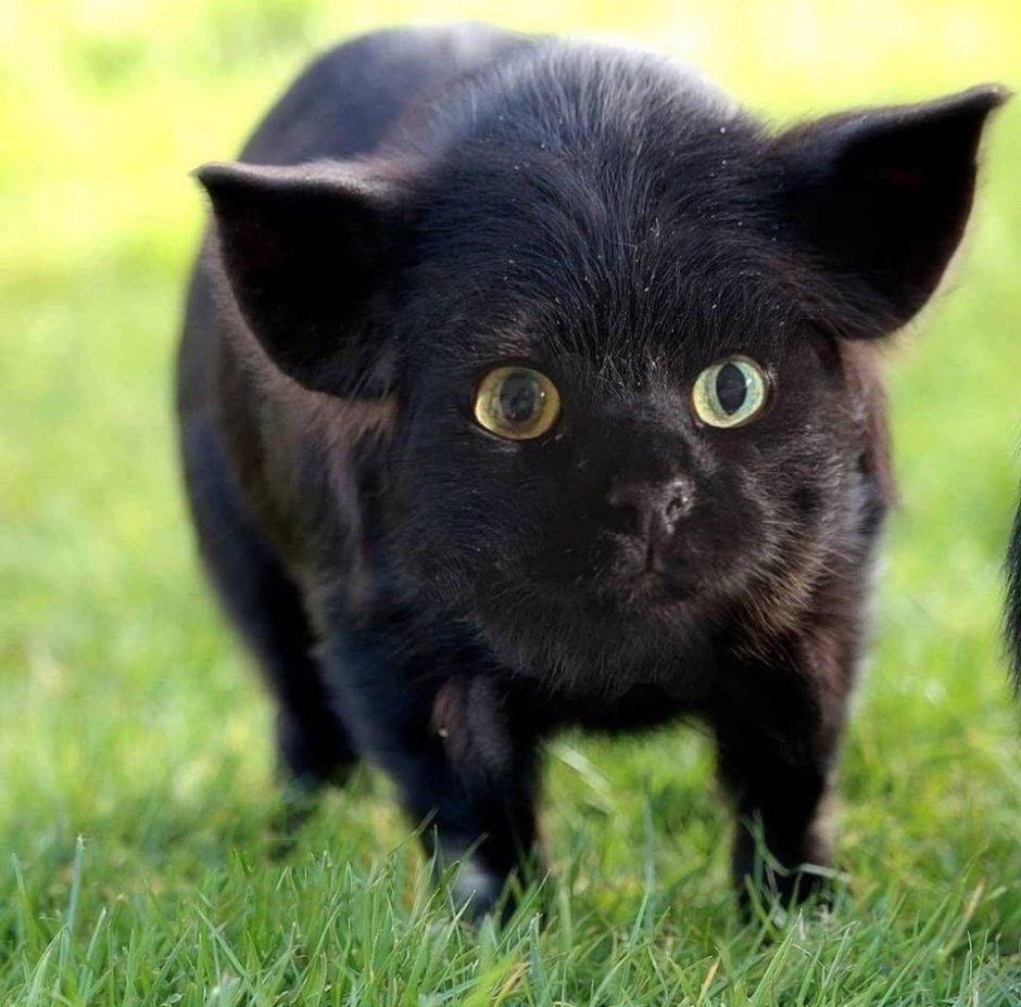 Гибриды кошек