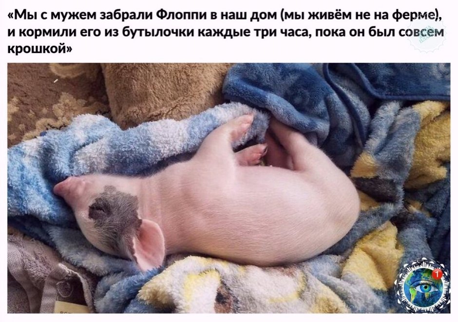 Котенок спасает поросенка