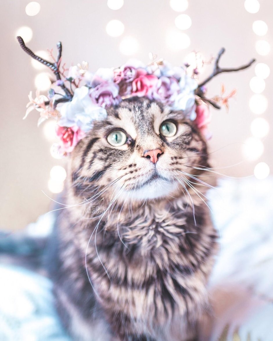 Кошка с венком на голове