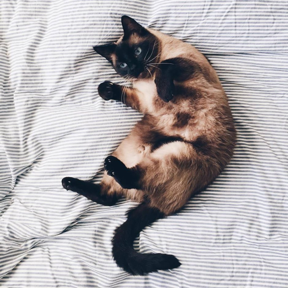 Сиамский кот Джокер