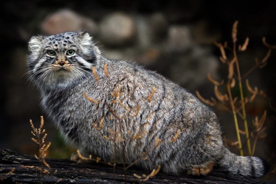 Сибирский дикий кот Манул
