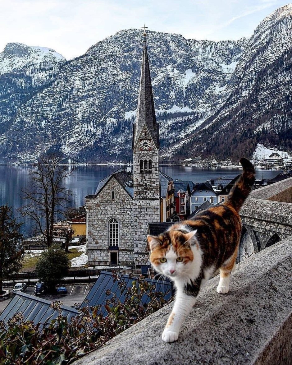 Коты в Швейцарии