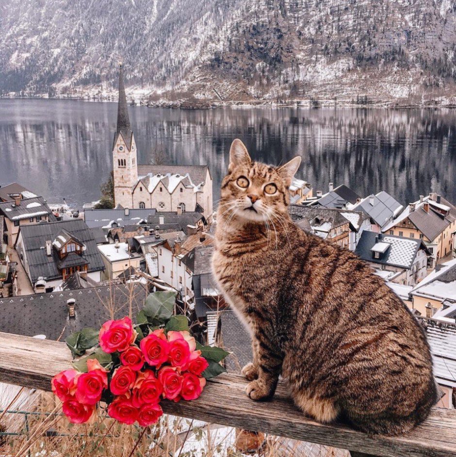 Гальштат коты