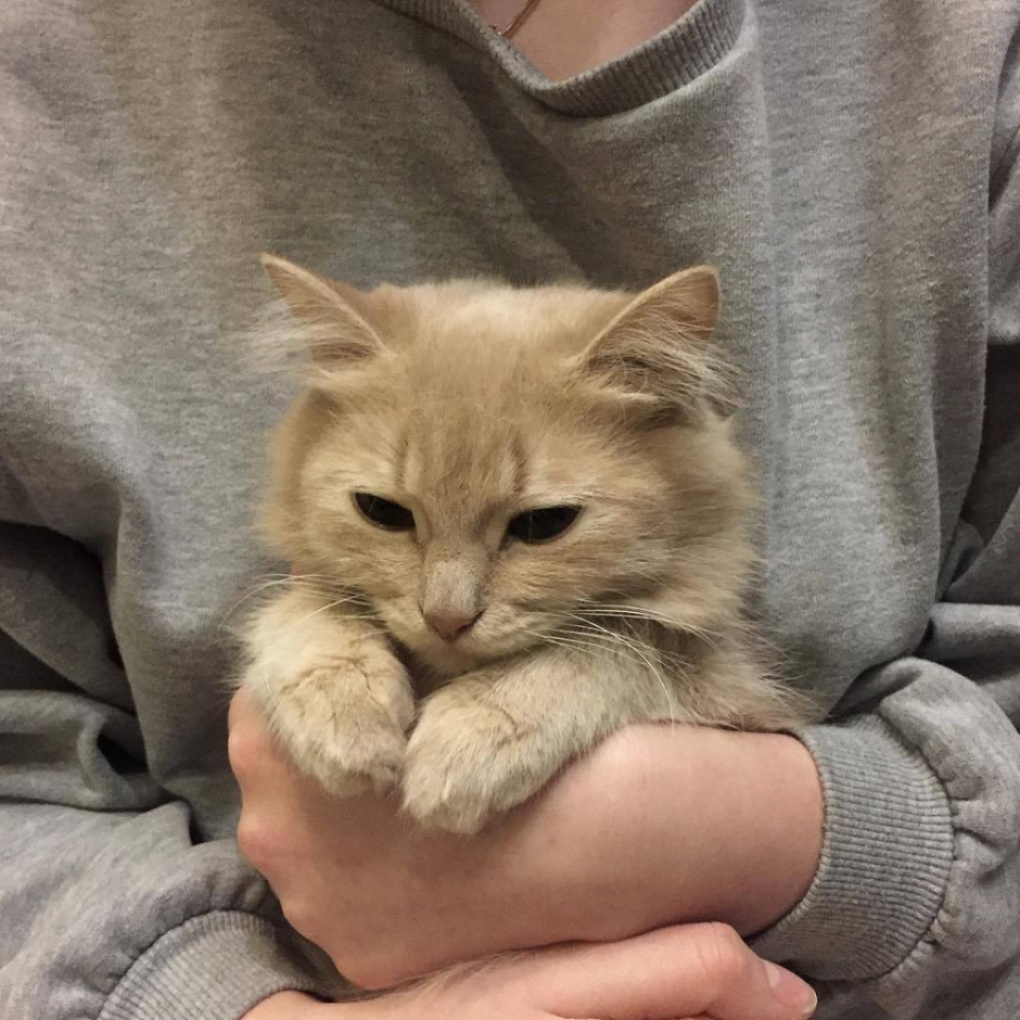 Милые котики Эстетика
