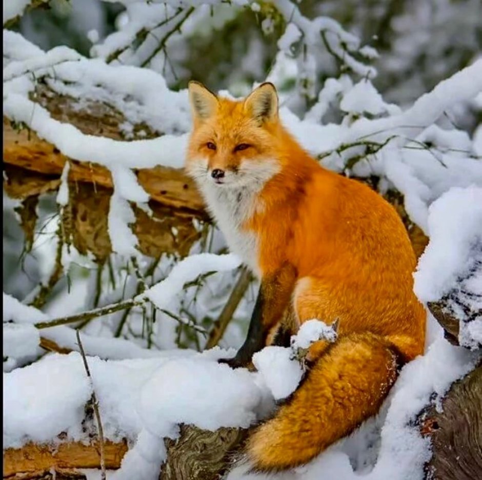 Животные на з