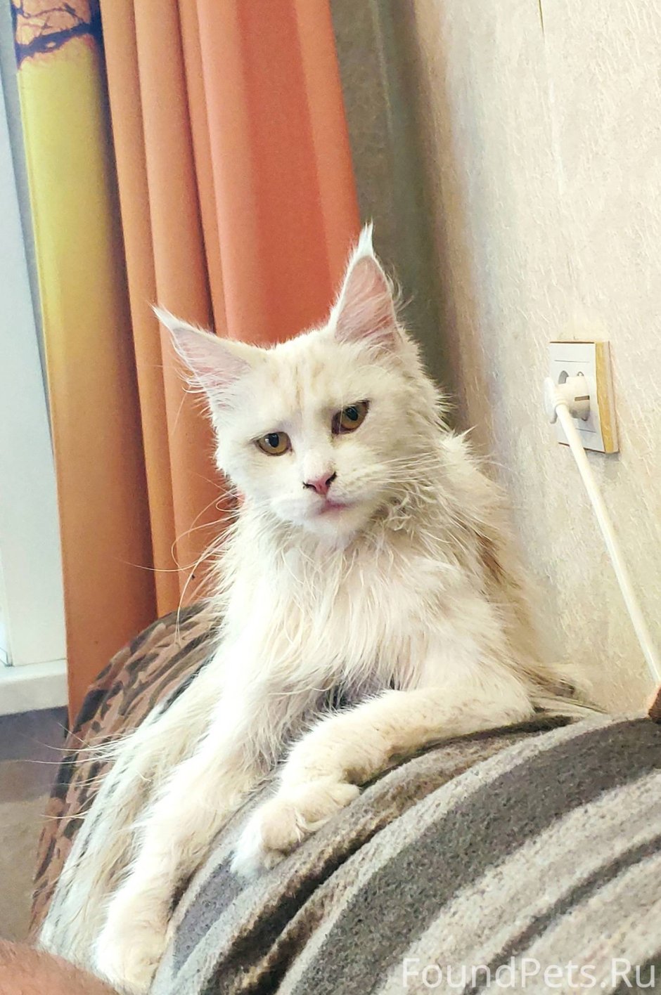Чаузи кошка Камышовая