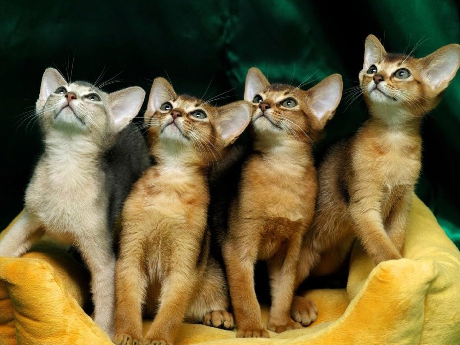 Четверо котят