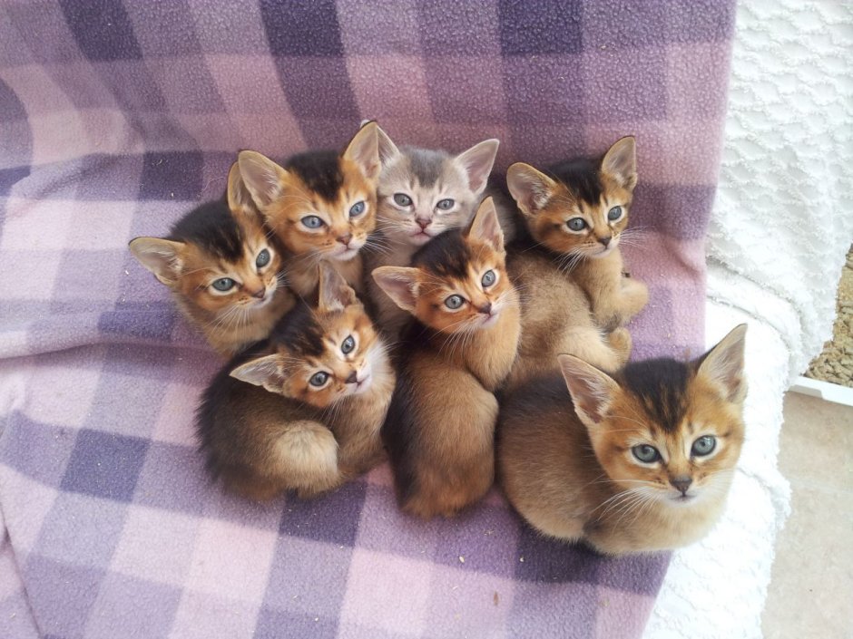 8 Котят
