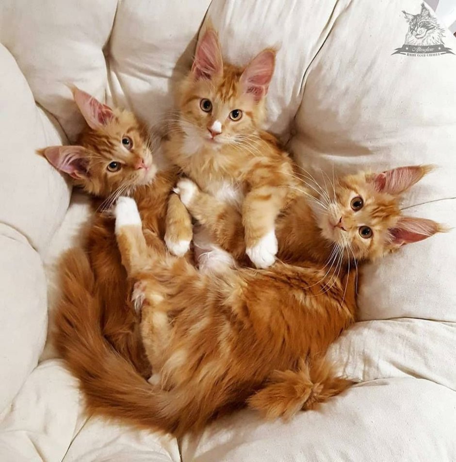 Котята с розовыми подушками или коричневые