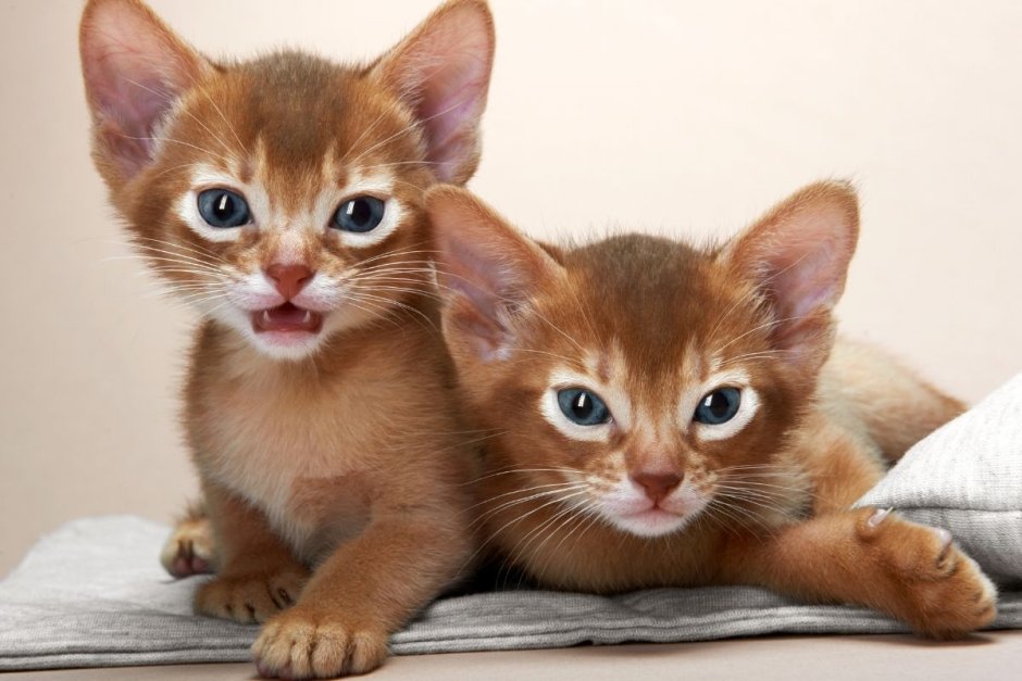 Абиссинская кошка Breed