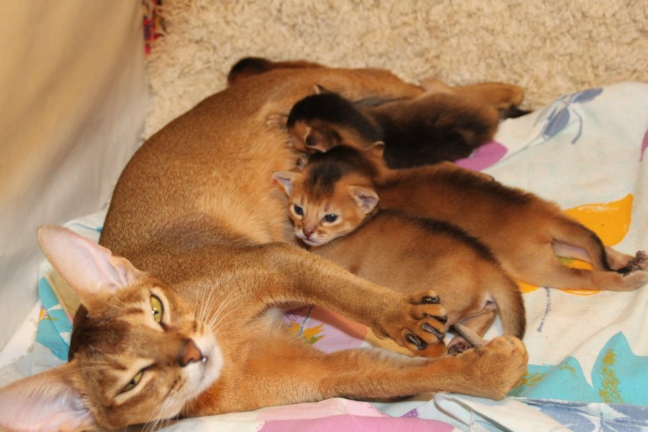 Кошка сидит на лице