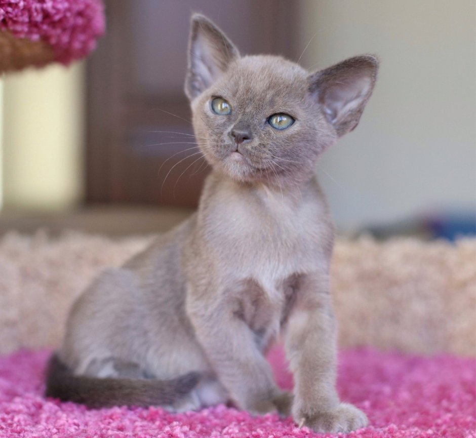 Бурманская кошка лиловая