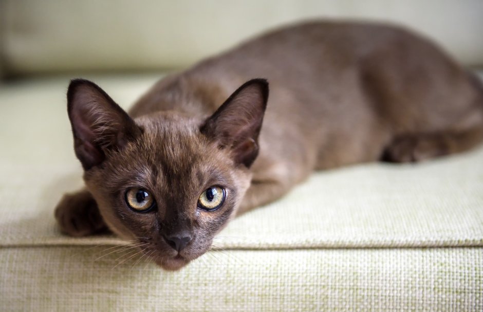 Cat in Video chat