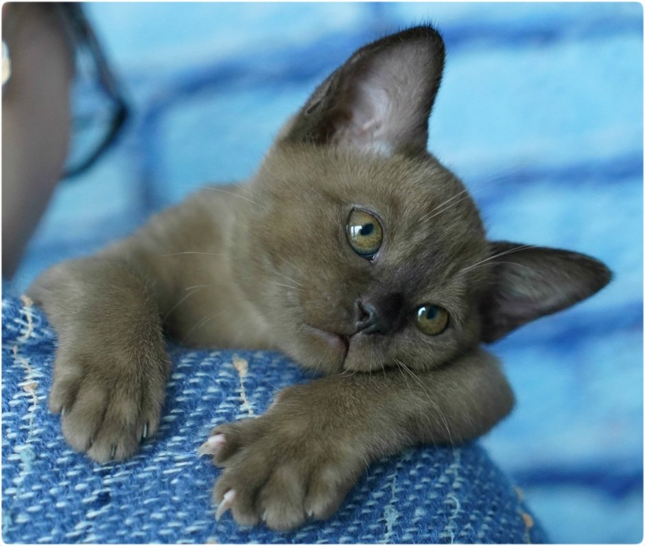 Бурманская кошка котята
