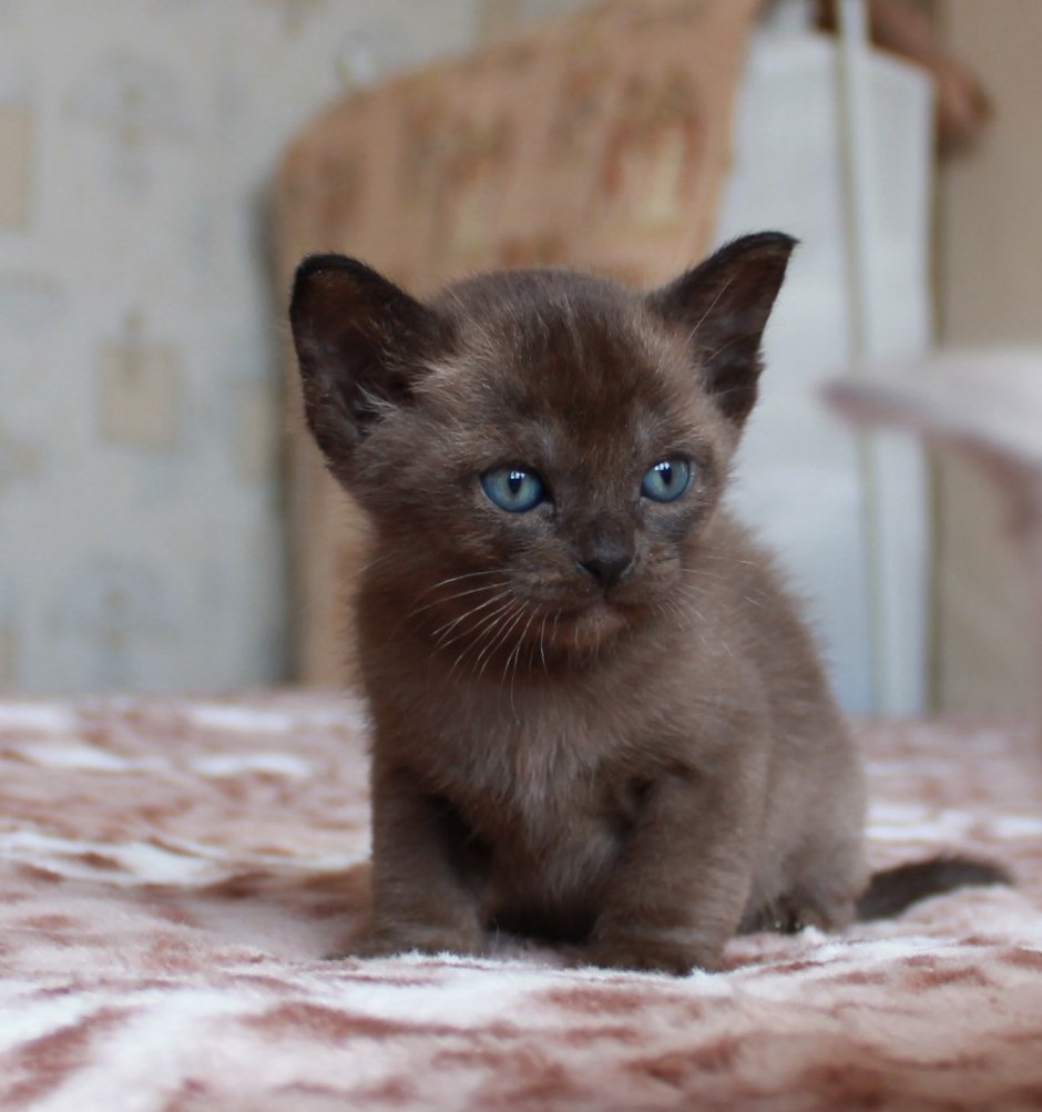 Бурманские котята Соболь