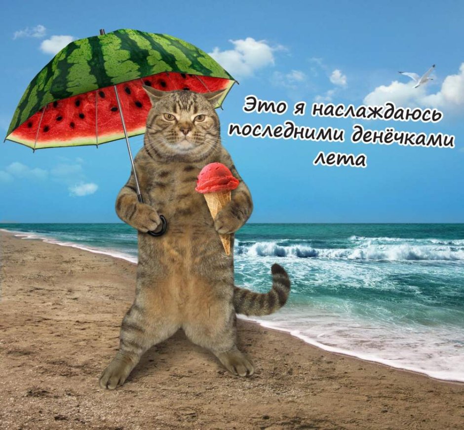 Котенок отдыхает море