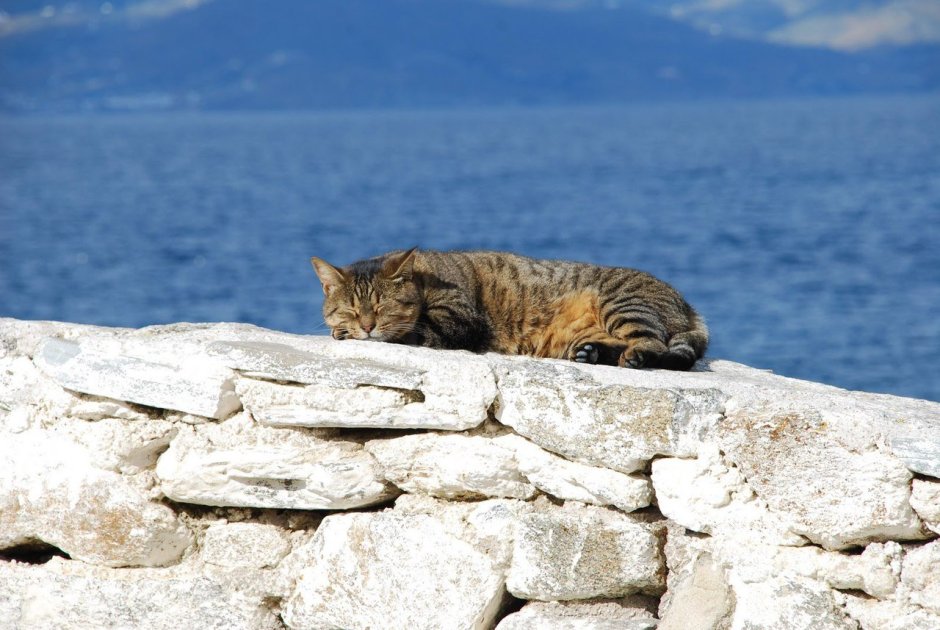 Кот отдыхает