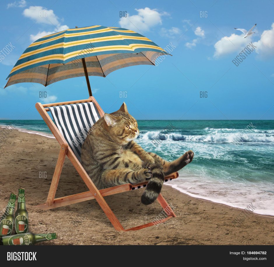 Кот отдыхает на пляже