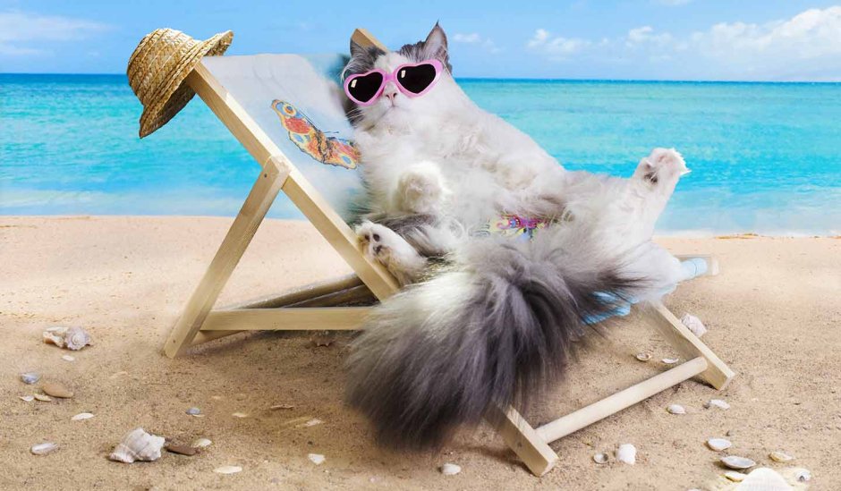Кот на пляже