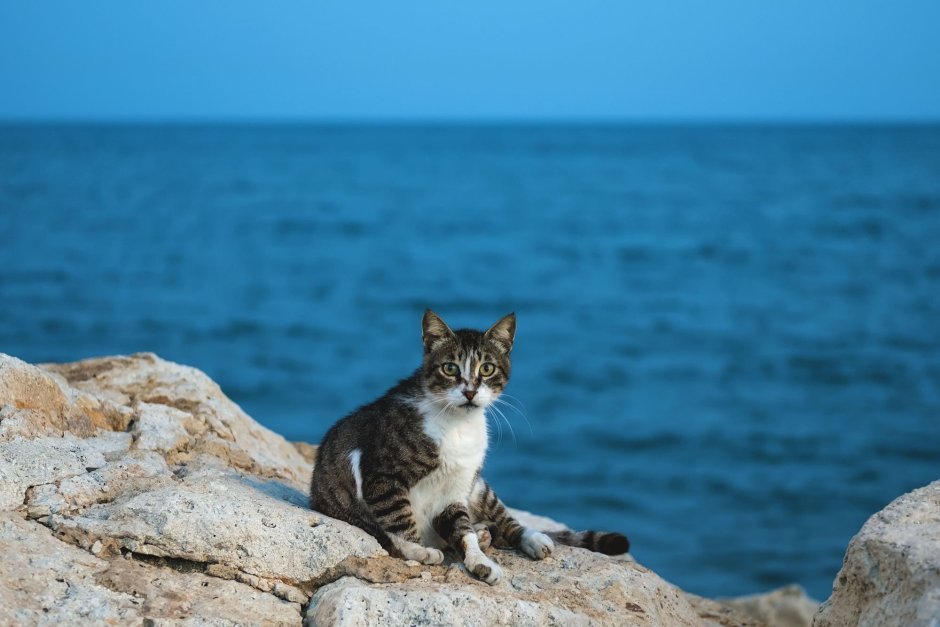 Коты на Кипре