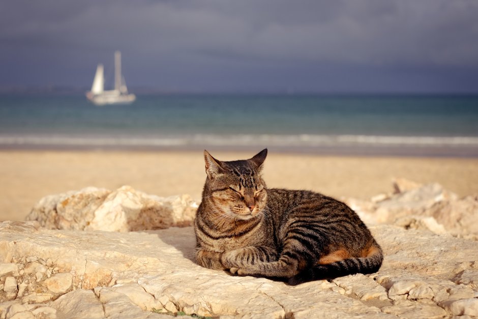 Море котов