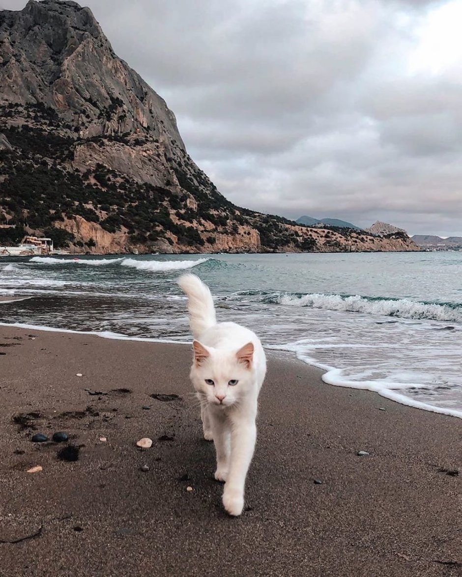 Крымские коты