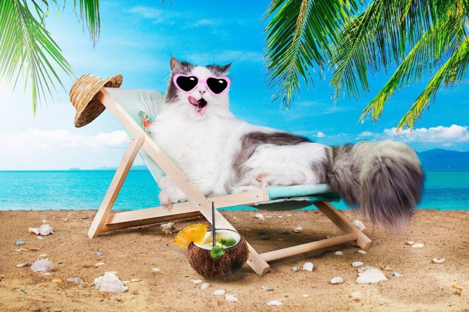Лежак для кота