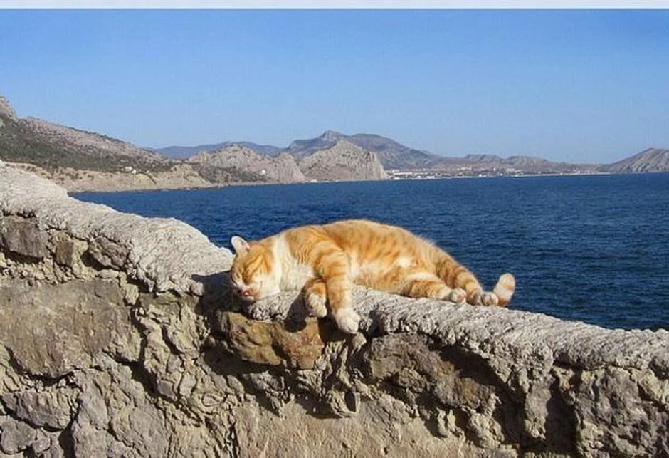 Кот на берегу моря