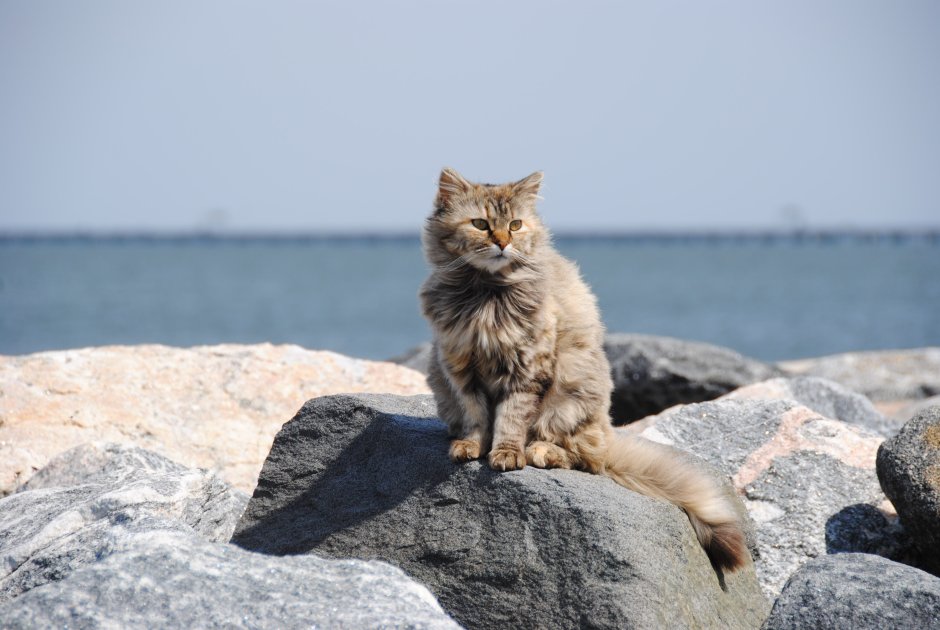 Кот на берегу моря