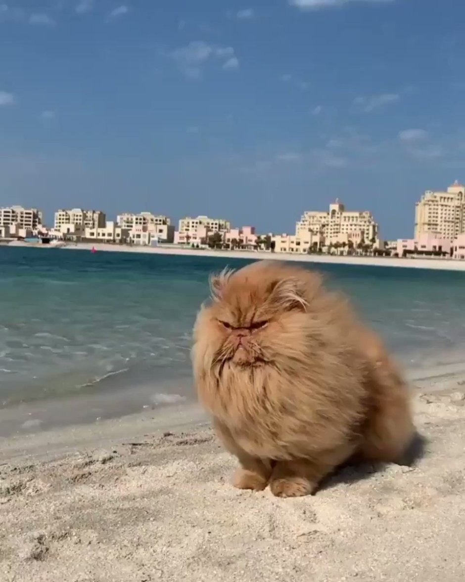 Кот на пляже