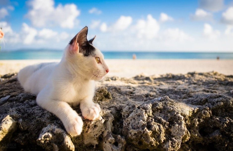 Кошка на берегу моря