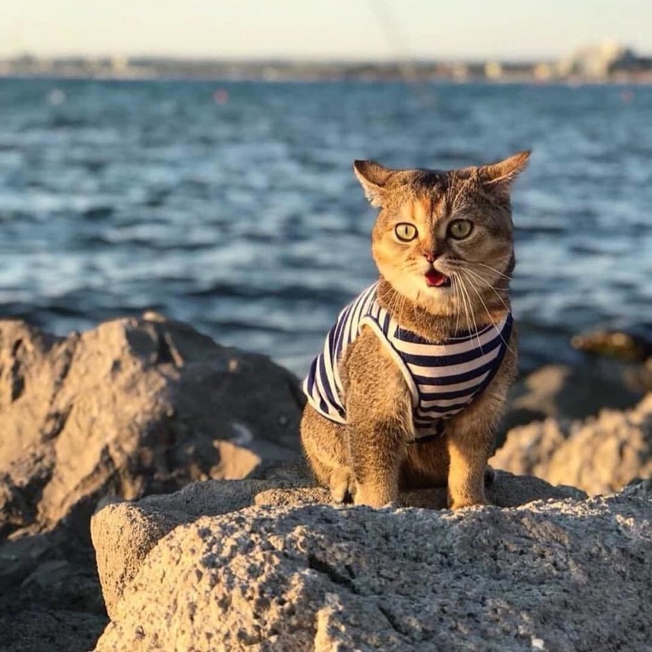 Море котов