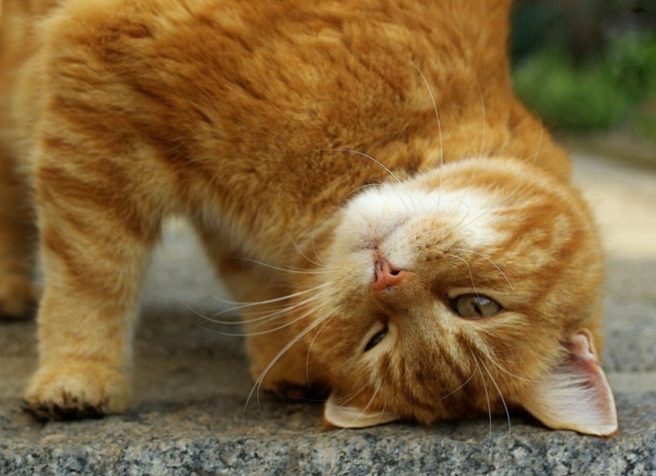 Смешные рыжие коты