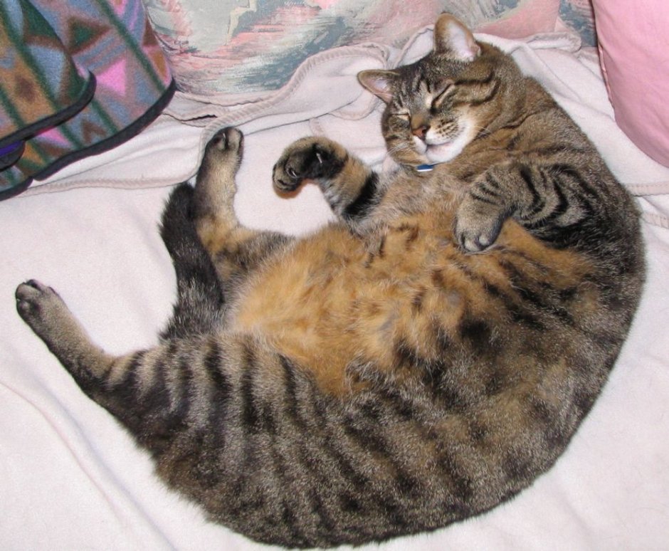 Толстые котята
