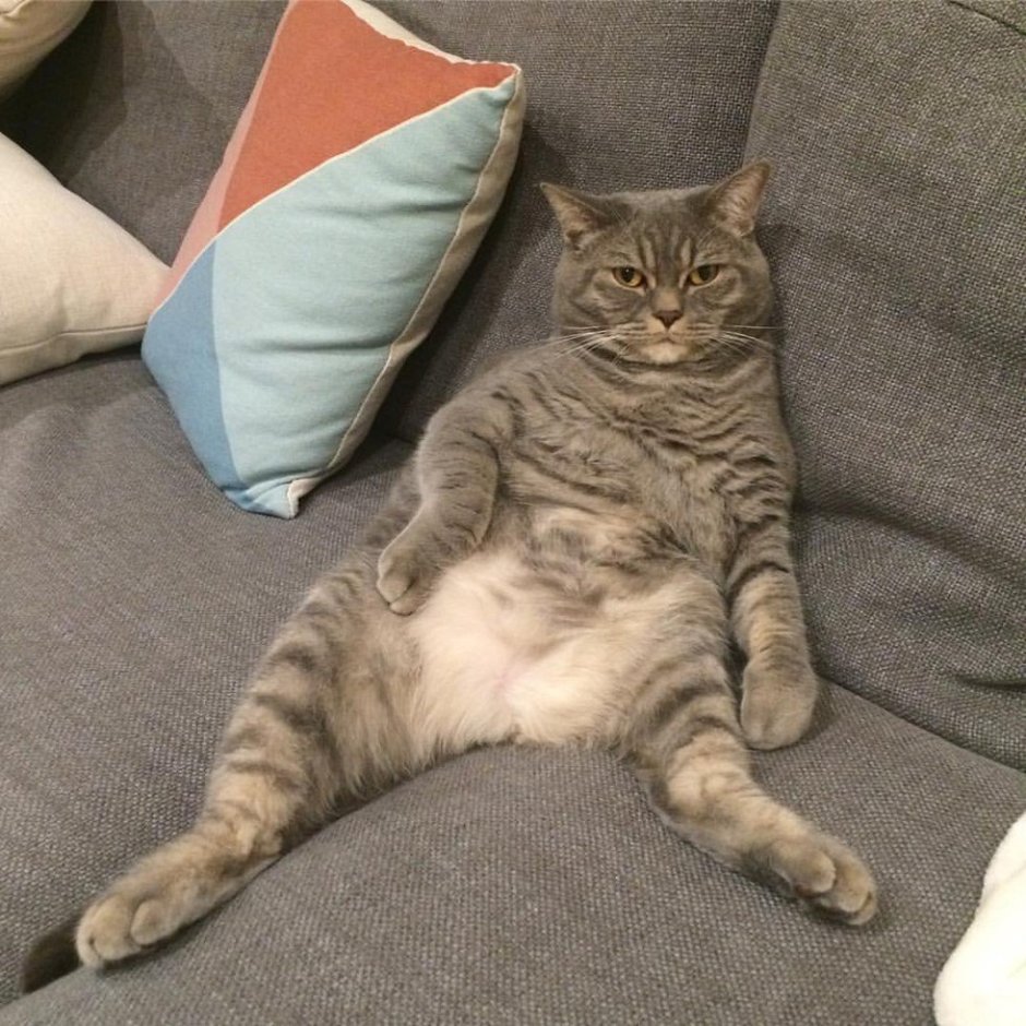 Толстые котики