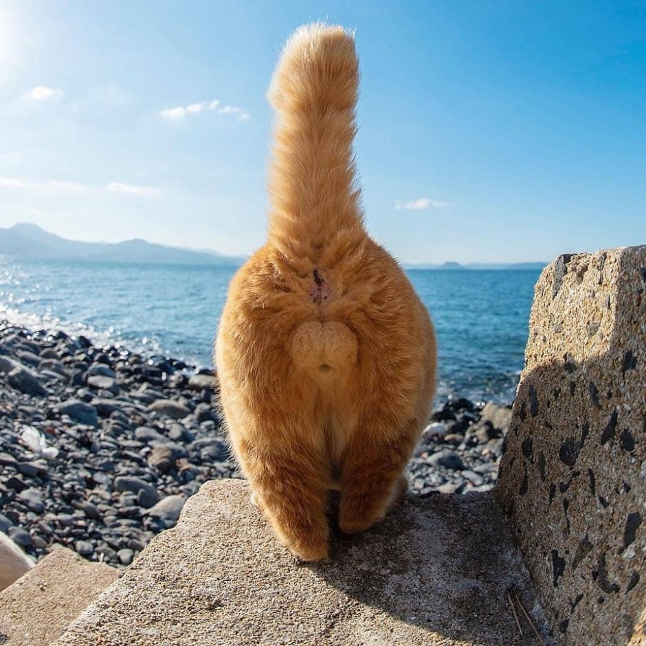 Кот задом