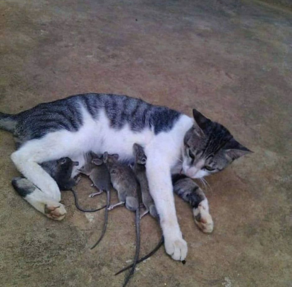 Кошка выкормила мышат