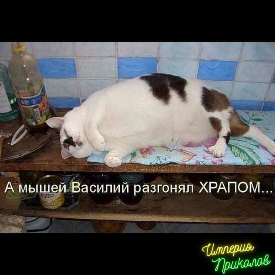 Приколы с котами и мышами с надписями