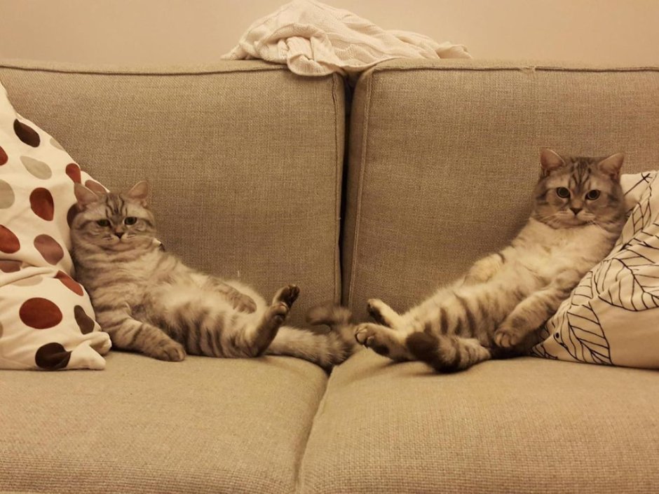Кот на столе